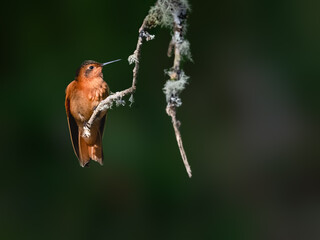 Fototapeta premium Shining Sunbeam Hummingbird Perched on Mossy Branch in Cloud Forest