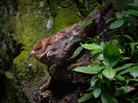 Pair of Oilbirds Resting in a Mossy Rock Crevice