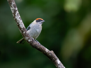Fototapeta premium Shining Sunbeam Hummingbird Perched on Mossy Branch in Cloud Forest