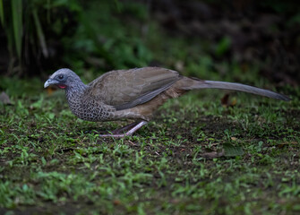 Obraz premium Adult Colombian Chachalaca Foraging On Ground In South American Forest Clearing