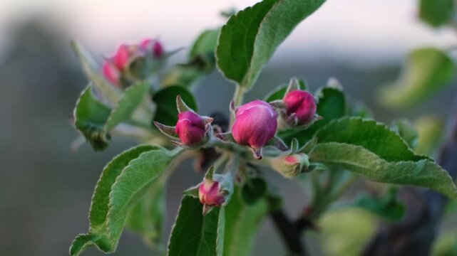 Pink blooming apple tree flowers swaying in the wind on a blurred background, close-up side view. Blossoming orchard. Pollination problem. Fruit garden treatment concept. Beauty in nature. 4k footage.
