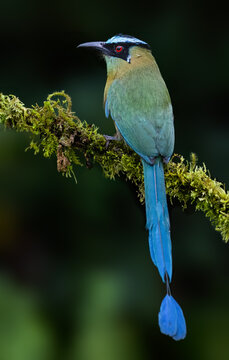 Andean Motmot Perched on Mossy Branch in Tropical Cloud Forest