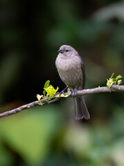 Obraz premium Andean Motmot Perched on Mossy Branch in Tropical Cloud Forest