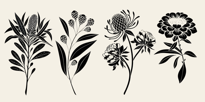 Elegant botanical illustration featuring various native australian wildflowers in black