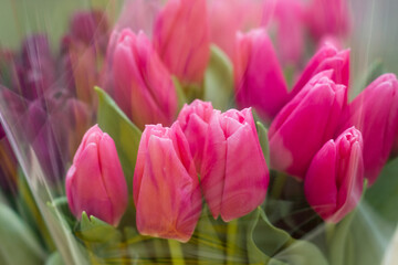 Obraz premium Pink Tulipa bouquet for March 8 celebration. Vibrant spring flowers in soft lighting