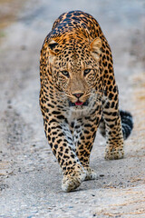 A wild Indian leopard walks confidently along a dusty track in Rajaji National Park,captured in a rare head-on moment that reveals the stealth, power, and beauty of one of India’s most elusive big cat