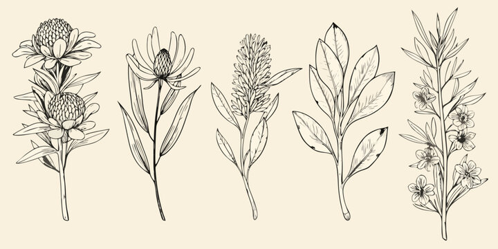 Detailed botanical illustration featuring various australian native wildflowers and foliage