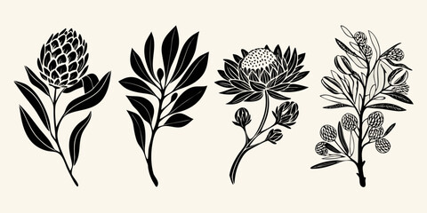 Black and white botanical illustration of protea and eucalyptus branches © Biplab