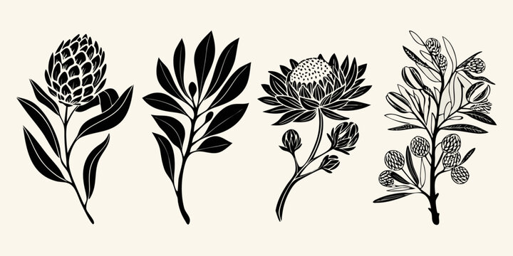 Black and white botanical illustration of protea and eucalyptus branches