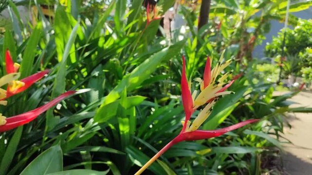 Heliconia flower with vibrant red and yellow bracts blooming in tropical garden, showing exotic ornamental plant beauty in natural environment.