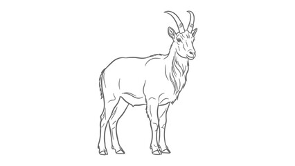 Obraz premium Mountain Goat Outline: A precise line drawing captures the strength and majesty of a mountain goat, showcasing its prominent horns and robust build.