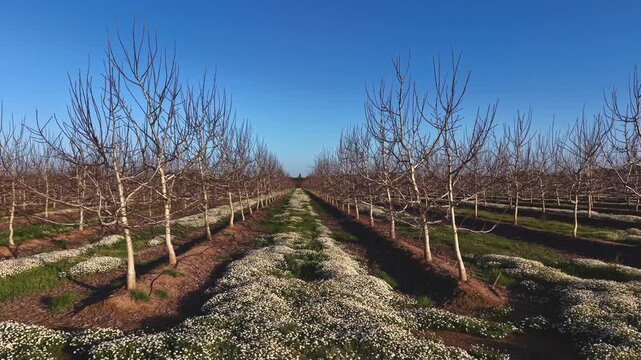 El resurgir de la primavera entre Nogales David