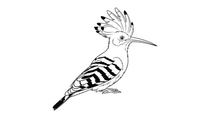 Exotic Avian Elegance: A meticulously rendered illustration showcasing the unique beauty of a hoopoe bird. Its distinctive crest and intricate plumage stand out against a clean backdrop. © Murshida