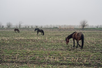 Naklejka premium A serene scene of horses grazing in a fog-covered field, surrounded by bare trees. The landscape features sparse grass and remnants of harvested crops.