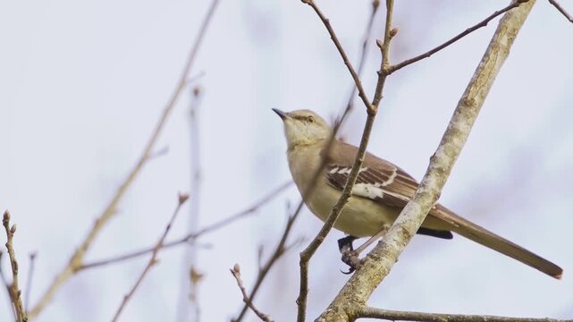 Mockingbird perched in bare winter tree singing loudly song repertoire. 