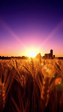 Golden wheat field at sunset with a silhouette of an old barn bathed in warm light and vibrant purple sky a picturesque rural landscape evoking peace and tranquility