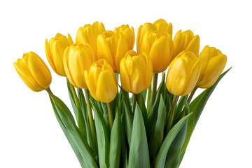 Obraz premium Yellow tulips forming a vibrant bouquet, representing spring, celebration, and floral beauty on a transparent background