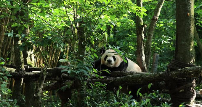  Giant panda sleeping in the zoo,China
