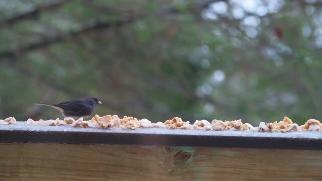 Dark-eyed junco cute bird perched on balcony on cold winter in Virginia, eating suet feed and flying away macro closeup
