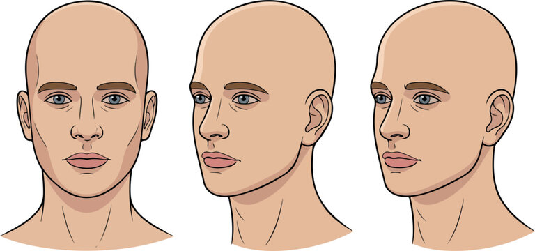 Realistic bald male head illustration reference showing front, profile, and 3/4 angles for anatomy study and art practice