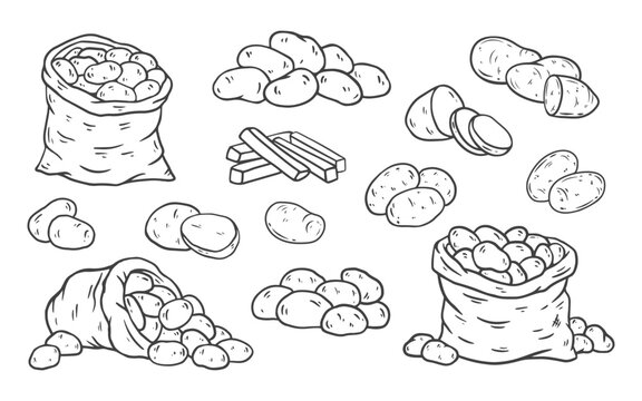 A collection of hand drawn potato. Raw whole potatoes, slices of potatoes and a sack of potatoes. Potato in sketch style for packaging and prints, for store and farm. Vector illustration of food