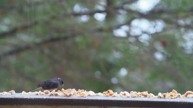 Dark-eyed junco small bird perched on balcony at cold winter snow in Virginia with cute pink beak eating seeds and suet feed food macro closeup