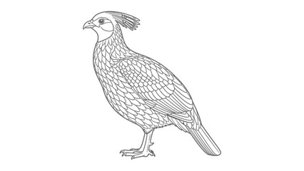 Elegant Himalayan Monal: A detailed illustration of a majestic Himalayan monal in profile, showcasing its distinct crest and plumage © Murshida