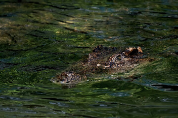 The crocodile is show head in the river