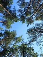 Treetops in a circle against a blue sky.