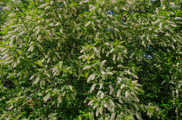 Fototapeta premium In spring, bird cherry blossoms with white flowers.