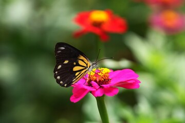 Naklejka premium Close up of a Delias pasithoe butterfly (often called the Red-base Jezebel) perched on a zinnia flower.