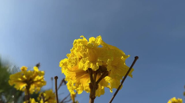 Macro of Golden Trumpet Tree Flower - Vibrant yellow Tabebuia flowers blooming under a blue sky