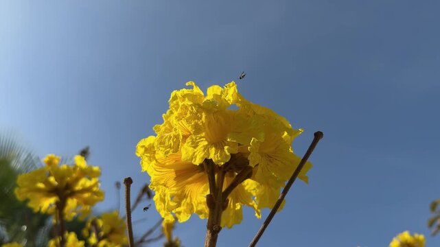 Close-up of yellow ip&eacute; flowers blooming under a blue sky with flying insects