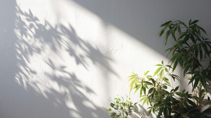 壁に映る植物の影が美しい。インテリアや自然を感じる素材に最適な写真。