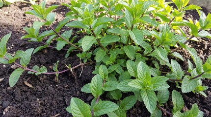Obraz premium Lush mint plants growing in a garden bed with rich soil 