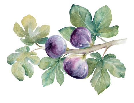 Fresh ripe figs on branch with green leaves hand drawn watercolor illustration. Bright, juicy clip art isolated on white for botanical, food, beauty designs, packaging fruit jam, marmalades, cosmetics