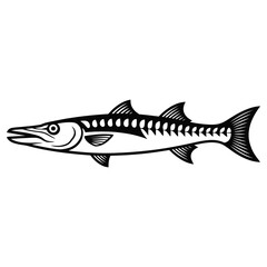 Obraz premium barracuda