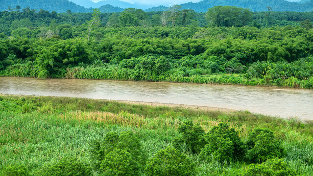 Potamology. A tropical river flows through a rainforest. Floodplain forest. Monsoon climate. Borneo. Disturbed lands in the foreground, abandoned field