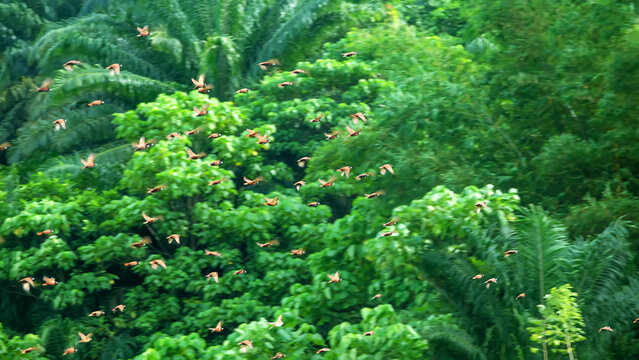 A flock of weavers feeds in a sorghum field and gardens. Chestnut mannikin Borneo. Indonesia