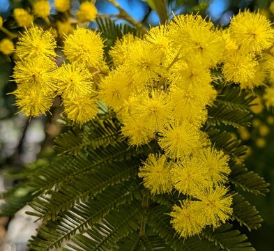 Vista de cerca de hojas, ramas y flores amarillas de una acacia mimosa en jard&iacute;n de parque urbano