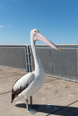 Fototapeta premium Pelican on Whyalla Jetty, South Australia, Australia