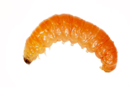 Garden and field pests. Red plum maggot (Grapholita funebrana) caterpillar inside of cherry plum fruit. Isolated on a white background.