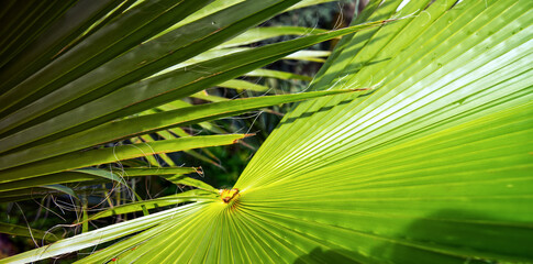 Green palm leaves growing in mediterranean garden sunshine © Frank