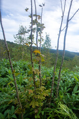 Obraz premium Kalopanax septemlobus a rare relict deciduous tree of the Araliaceae family.