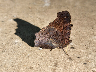 Obraz premium Butterfly with folded wings. A butterfly sitting on a rock