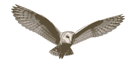 Obraz premium Barn owl in flight with wings spread wide on white background flying towards viewer with feathers visible