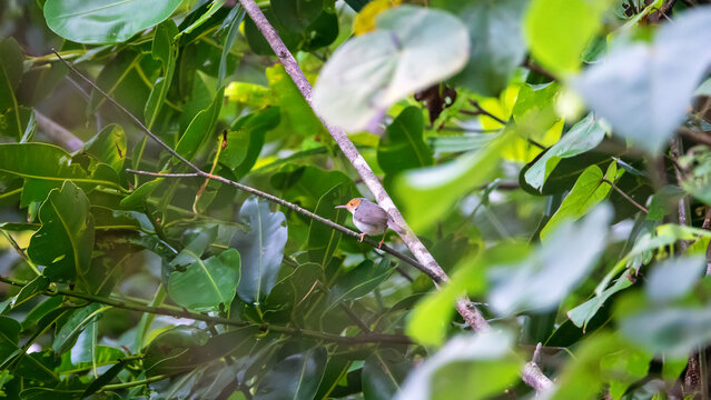 rufous tailed tailorbird (Orthotomus sutorius) from Old World warbler in the rainforests of Borneo island. Malaysia. A bird sews a nest of fresh leaves in mangrove forest.