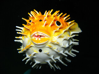 Pez globo de juguete abajo del agua © Sergio