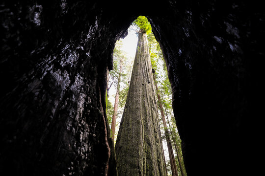 View of the towering redwood tree piercing through the dark, cavernous opening, a stark contrast of light and shadow, in Weott, California, United States.