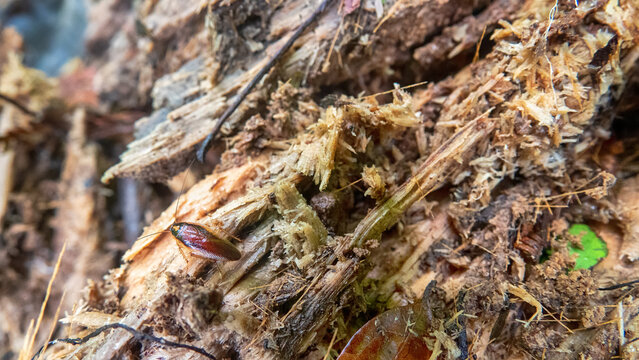 Xylium. Rotten wood and a forest cockroach Blattodea that lives and feeds on rot. Insect consumer. Borneo rainforest. Sylviculture and Dendrology